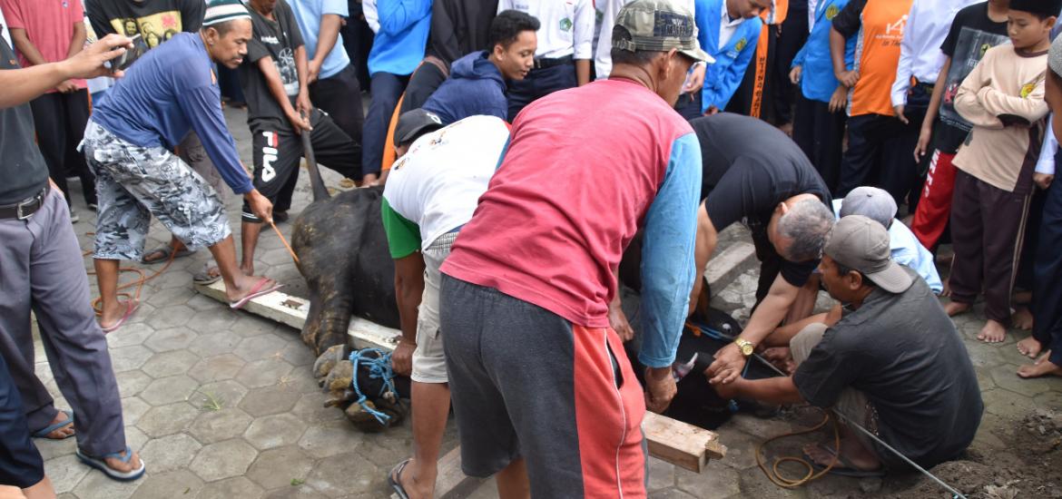 Penyembelihan hewan qurban