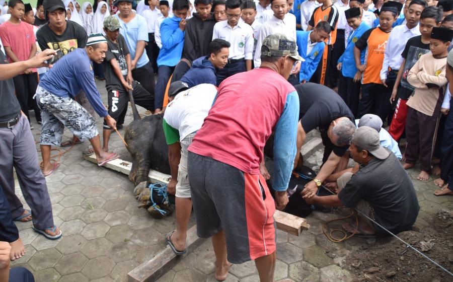 Penyembelihan hewan qurban